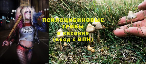 ПСИЛОЦИБИНОВЫЕ ГРИБЫ Абаза